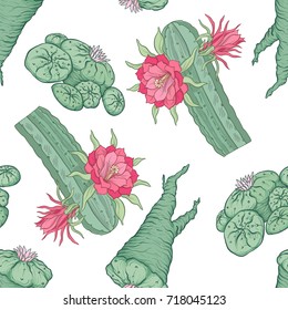 Seamless pattern and background with echinopsis. Stock vector illustration