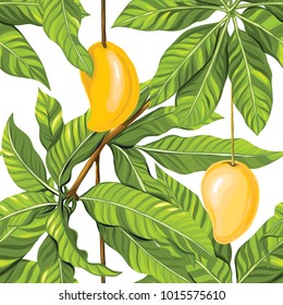 Seamless pattern, background with mango on white background.  Hand drawn colorful vector illustration without transparent and gradients.
