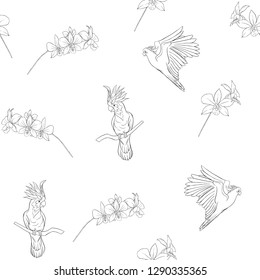 Seamless pattern, background with tropical birds. cockatoo parrot and orchid flower. Outline hand drawing vector illustration.