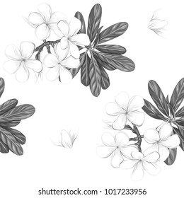 Seamless pattern, background with white plumeria on white background.  Hand drawn monochrome vector illustration without transparent and gradients.