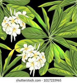 Seamless pattern, background with white plumeria on black background. Hand drawn colorful vector illustration without transparent and gradients.