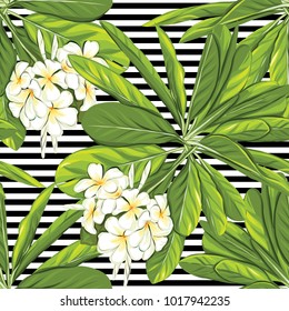Seamless pattern, background with white plumeria on b&w stripes background. Hand drawn colorful vector illustration without transparent and gradients.