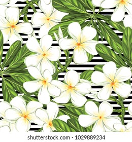 Seamless pattern, background with white plumeria on b&w stripes background. Hand drawn colorful vector illustration without transparent and gradients.