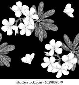 Seamless pattern, background with white plumeria on black background.  Hand drawn monochrome vector illustration without transparent and gradients.