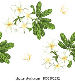 Seamless pattern, background with white plumeria on white background. Hand drawn colorful vector illustration without transparent and gradients.