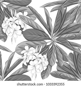 Seamless pattern, background with white plumeria on white background.  Hand drawn monochrome vector illustration without transparent and gradients.