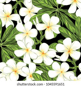 Seamless pattern, background with white plumeria on black background. Hand drawn colorful vector illustration without transparent and gradients.