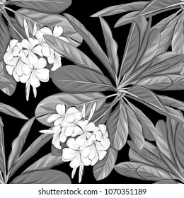 Seamless pattern, background with white plumeria on black background.  Hand drawn monochrome vector illustration without transparent and gradients.