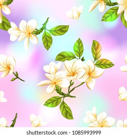 Seamless pattern, background with white plumeria on vanilla background. Hand drawn colorful vector illustration without transparent and gradients.