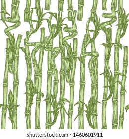 Seamless pattern with bamboo plant. Hand drawn green leaves and branches of bamboo isolated on white background. Vector illustration.