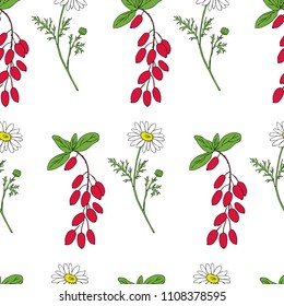 Seamless pattern Barberry, Daisy flower hand drawn branch vector isolated on white background, colorful berry Natural spicy herb cooking ingredient for design package tea, cosmetic, decorative textile