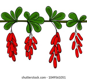 Seamless pattern barberry. Endless ornament twig of berberis. Background brunch with leaves and cluster of red berry.