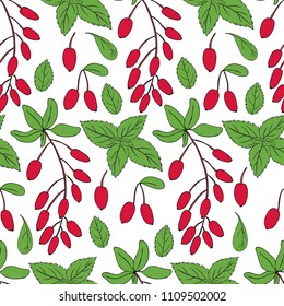 Seamless pattern Barberry, Mint leaf hand drawn branch vector isolated on white background, colorful fresh berry, Natural spicy herb, cooking ingredient for design package tea, cosmetic, medicine