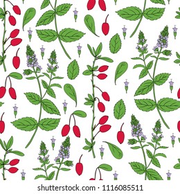 Seamless pattern Barberry, Mint leaf hand drawn branch vector isolated on white background, colorful flower and berry, Natural spicy herb, cooking ingredient for design package tea, cosmetic, medicine