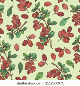 Seamless pattern with barberry: plant, leaves and barberry berries. Berberis. Vector hand drawn illustration