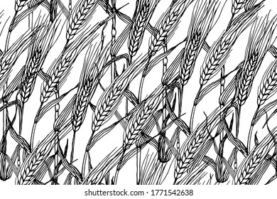 Seamless pattern with barley or rye plants field. Wheat grain plant sketch illustration on white background.
