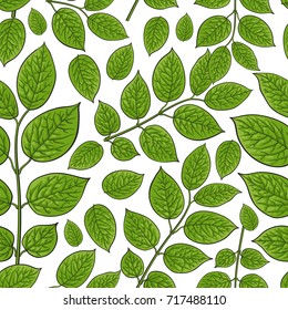 Seamless pattern of beautiful birch, honeysuckle leaves, twig, branches, sketch style vector illustration on white background. Hand drawn honeysuckle twig, birch leaves in seamless pattern