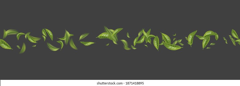  Patrón sin foco hermosa hoja de té verde voladora aislada en blanco. Deja el fondo de la primavera. Planta de naturaleza de flotación para diseño, publicidad, productos de envasado. Ilustración del vector
