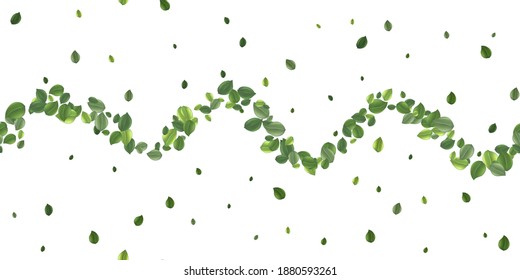  Seamless pattern beautiful flying green tea leaf isolated on white. Leaves spring background. Foliage nature plant for design, advertising, packaging products. Vector illustration