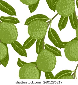 seamless pattern with bergamot orange, vector drawing citrus tree branch with fruits and green leaves at white background, hand drawn illustration