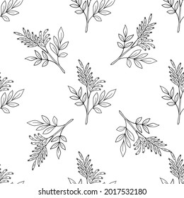 Seamless pattern with bitter herbs Quassia amara in sketch style. Bitter-wood, or amargo, bitter-ash, hombre grande, elements and flowers, leaves and berries. Hand drawn doodle illustration.