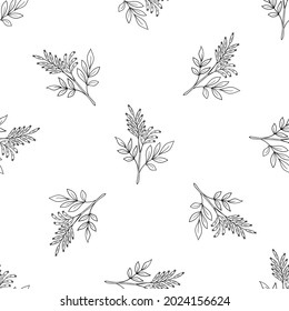 Seamless pattern with bitter herbs Quassia amara in sketch style. Bitter-wood, or amargo, bitter-ash, hombre grande, elements and flowers, leaves and berries. Hand drawn doodle illustration.