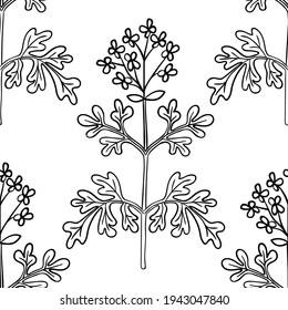 Seamless pattern with bitter herbs in sketch style. Herb-of-grace (Ruta graveolens), elements and flowers, leaves and berries. Common rue, hand drawn doodle illustration.