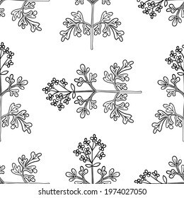 Seamless pattern with bitter herbs in sketch style. Herb-of-grace (Ruta graveolens), elements and flowers, leaves and berries. Common rue, hand drawn doodle illustration.