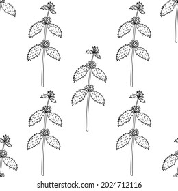 Seamless pattern with bitter herbs white horehound in sketch style. Marrubium vulgare, elements and flowers, leaves and berries. Hand drawn doodle illustration.