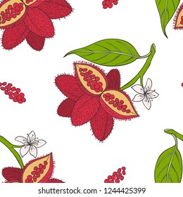 Seamless pattern of Bixa orellana (annatto, achiote). Vector illustration. Medicinal plant.