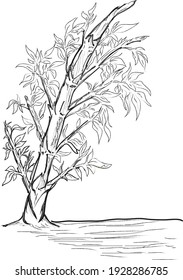 Seamless pattern in black and white of the bamboo stalks
