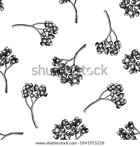 Seamless pattern with black and white rosemary everlasting