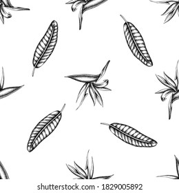 Seamless pattern with black and white strelitzia