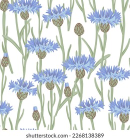 seamless pattern with blue cornflowers, field flowers, vector drawing wild plants at white background, floral elements, hand drawn botanical illustration