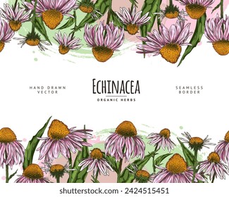 Seamless pattern border with Echinacea purpurea flowers hand drawn, design on watercolor stain. Beautiful blossom purple daisy flowers with leaves. Natural organic herb vector illustration