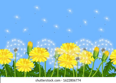 Seamless pattern, border with yellow flowers, dandelions, blowballs with green leaves on blue background. Vector illustration.