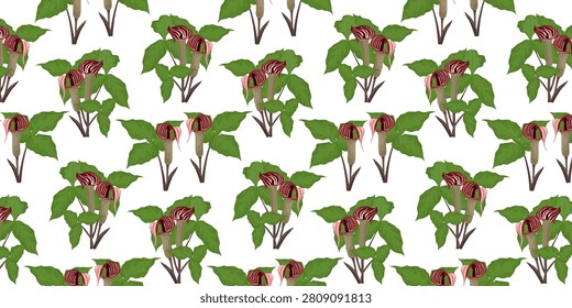 Seamless pattern botanical depiction of Arisaema triphyllum, also known as Jack-in-the-Pulpit. Ideal for woodland flora, botanical guides, native plant collections, education, gardening, and seasonal nature themes.