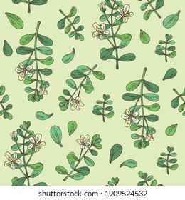 Nahtloses Muster mit Brahmi: Brahmi Blume, Pflanze und Blätter. Bacopa Monier. Indischer Beifuß. Kosmetische und medizinische Pflanze. handgezeichnete Vektorgrafik