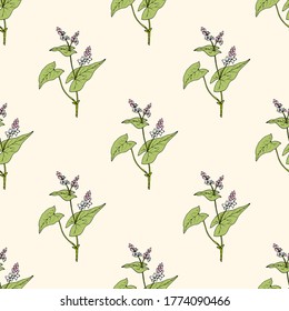 Seamless pattern with buckwheat, edible plant. Hand drawn vector illustration