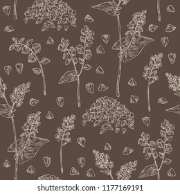 Seamless pattern with buckwheat: plant and buckwheat groats. Vector hand drawn illustrationb