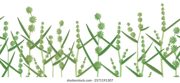 seamless pattern with bur-reed, vector drawing wild plants at white background, set of floral elements, hand drawn botanical illustration