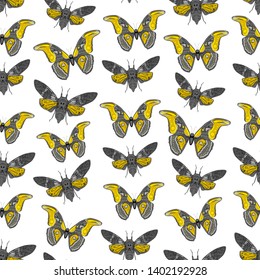 Seamless pattern with butterfly cicadas sketch, orange olive green gray and black contour isolated on white background. simple art. Can be used for Gift wrap, fabrics, wallpapers. Vector