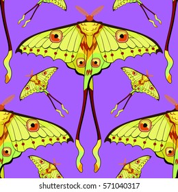 seamless pattern Butterfly Madagascar comet moth moon on purple . vector illustration