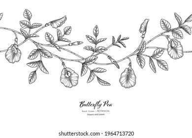 Seamless pattern Butterfly peas flower and leaf hand drawn botanical illustration with line art.