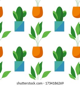 Seamless pattern of cactus and ficus in pots isolated on white background. Simple cartoon vector style. Flat design. House plant illustration. 