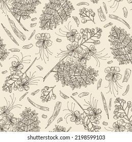 Patrón sin foco con cesalpinia: planta de cesalpinia, hojas, flores de cesalpinia y corteza de cesalpinia. Cosmética, perfumería y planta médica. Ilustración dibujada a mano por el vector