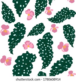 seamless pattern Caladium leaves vector illustration isolated on white background