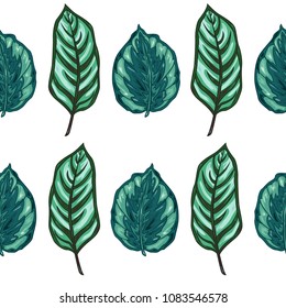 Seamless pattern with calathea leaves. Tropic plants. Botanical illustration