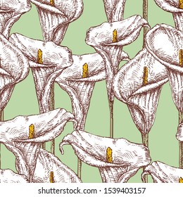 Seamless pattern of calla lilies sketches