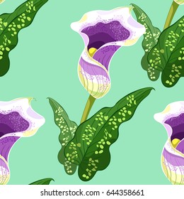 seamless pattern calla lily flower purple   Vector illustration
